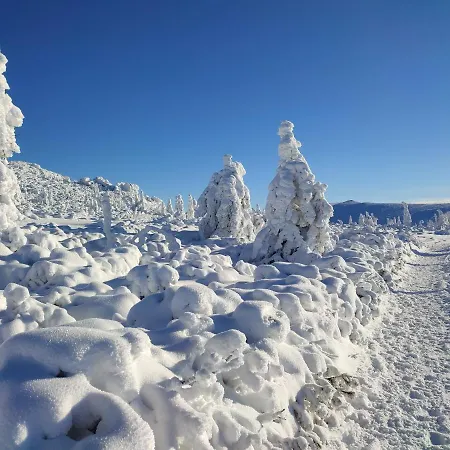 Проживання в сім'ї Wiking